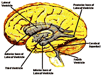 Sylvian yarıklar (Sylvian Fissures) aşağıda başlar ve sonra beynin yan ventrikülün (Lateral Ventricle) ön uzantısının (Anterior Horn) altını izler.
